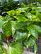 Pothos - Common (Devil's Ivy)