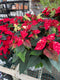 Poinsettia Plants - Assorted Colors