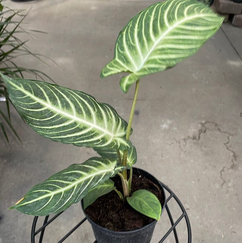 Xanthosoma - 'Angel Wings' (Caladium Lindenii)