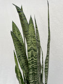 Sansevieria - 'Zeylanica'