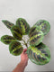 17" Prayer Plant Calathea Silk Bush