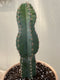 Cactus - 'Peruvian' Apple Cactus