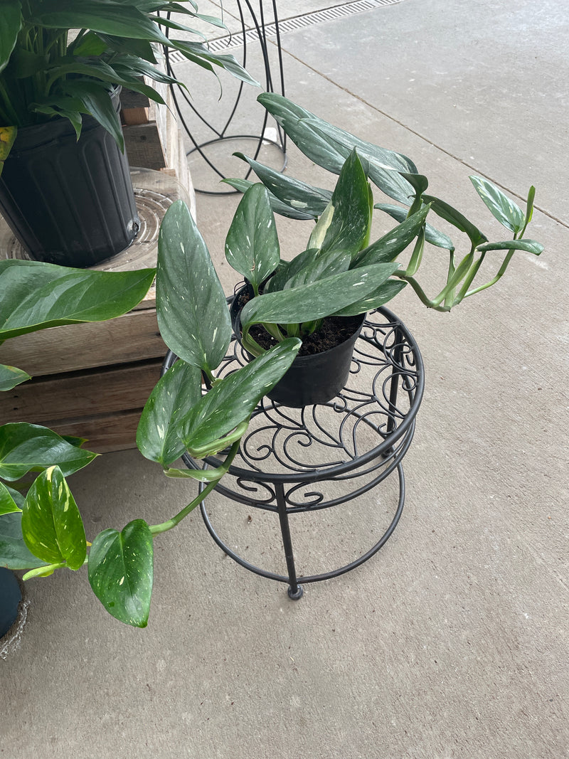 Philodendron - 'Monstera Cobra'