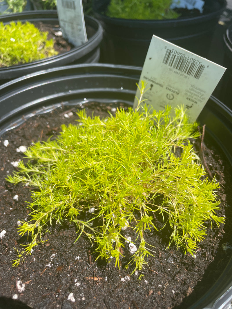 Sagina - 'Subulata Aurea' Scottish Moss