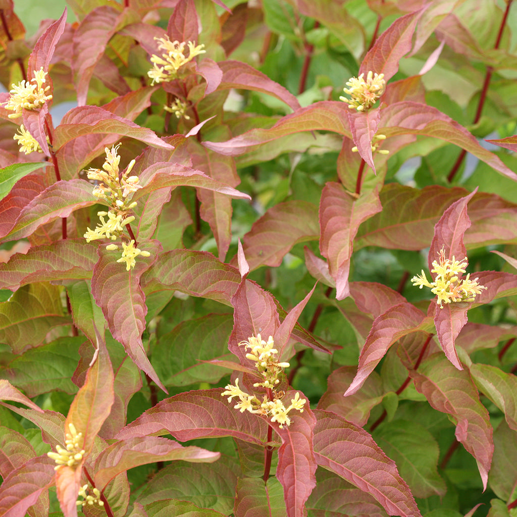 Diervilla - 'Kodiak Orange' Bush Honeysuckle – The Grainery Greenhouse