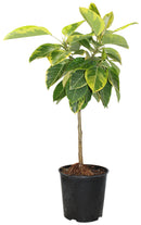 Ficus - Altissima 'Yellow Gem'