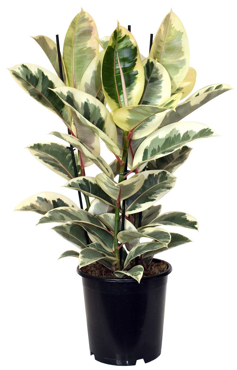 Ficus - 'Tineke' (Rubber Tree Plant)