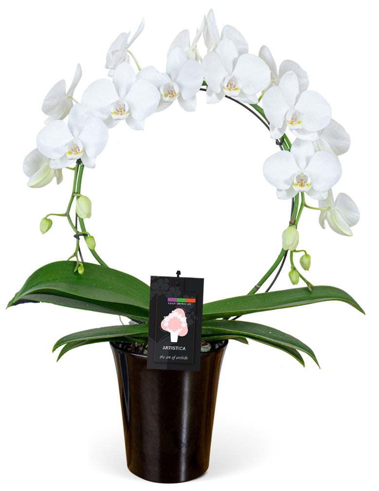 Orchid - Phalaenopsis (Moth Orchid)