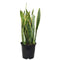 Sansevieria - Assorted Varieties