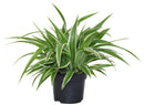 Spider Plant - 'Ocean' Variegated