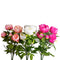 23" Peony Bush Assorted Colors