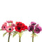 11" Anemone Bundle Assorted Colors