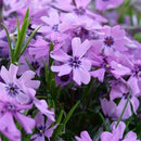Phlox - subulata 'Purple Beauty' Creeping Moss Phlox
