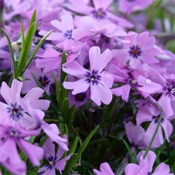 Phlox - subulata 'Purple Beauty' Creeping Moss Phlox