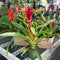 Bromeliad Guzmania Plant - Assorted Colors