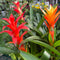 Bromeliad Guzmania Plant - Assorted Colors